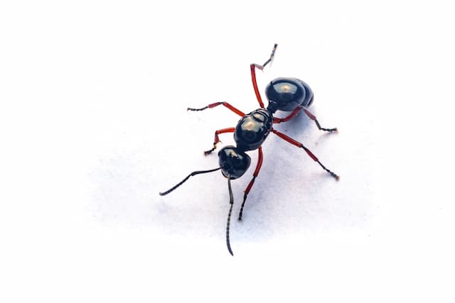 Carpenter Ants How to Spot, Stop, and Prevent Infestations