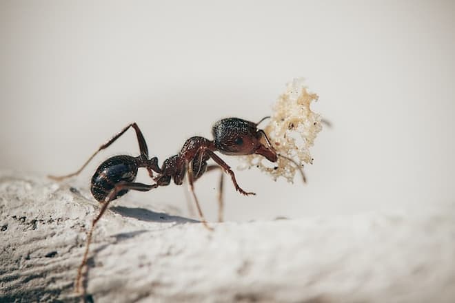 Carpenter Ants Is Your Home at Risk Find Out Today