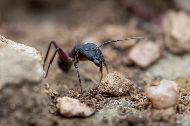 Pavement Ant Problems Here's Your Complete Guide to Elimination