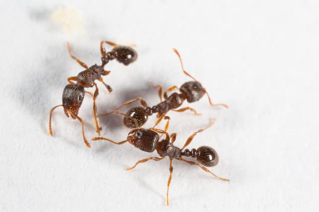 Pavement Ants in Your Kitchen 5 Steps to Take Right Now