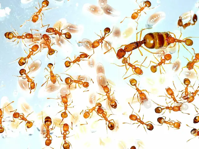 The Sneaky Invaders Protecting Your Home from Residential Ant Infestations